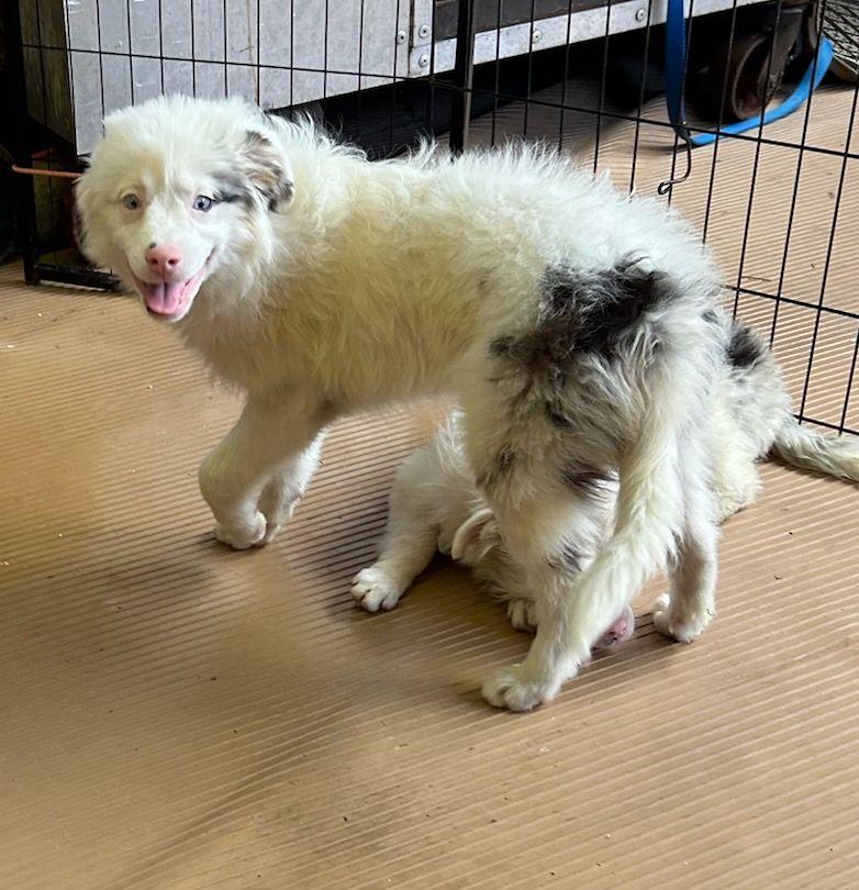ACE, ADOPTABLE, Young Male Australian Shepherd & Aussiedoodle.