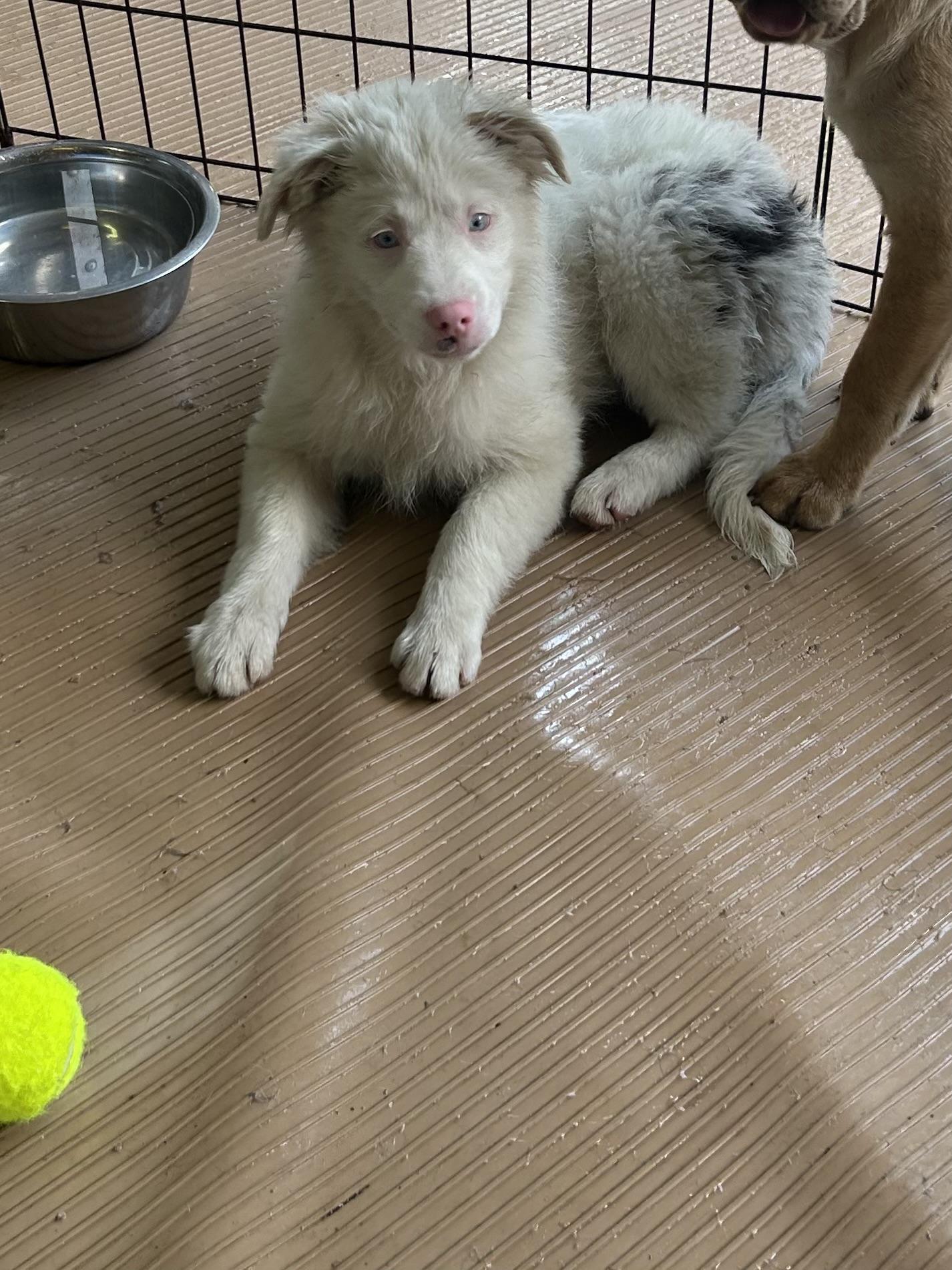 ACE, a ADOPTABLE mixed breed in Elyria, OH image 2/5