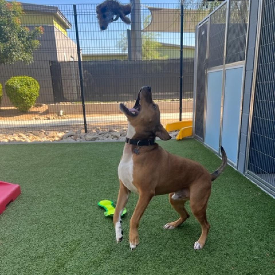 Elmer, Adoptable, Senior Male Black Mouth Cur & American Staffordshire Terrier.