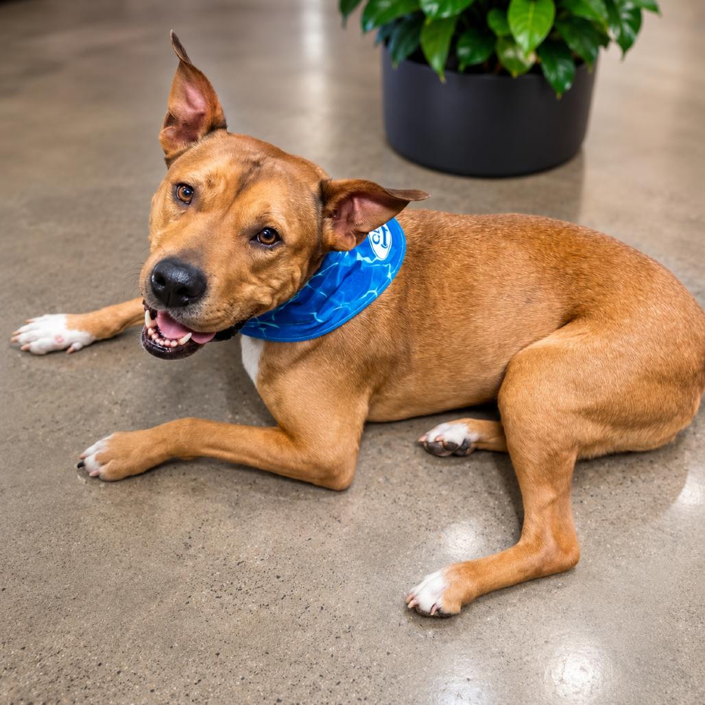 Enlarge Elmer, a Adoptable mixed breed in Phoenix, AZ image 3/6