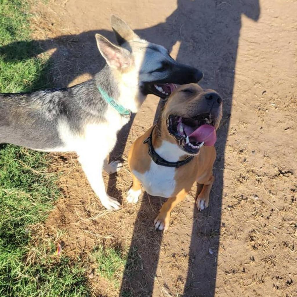 Elmer, a Adoptable mixed breed in Phoenix, AZ image 2/6