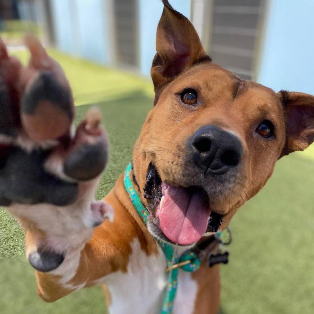 Elmer, a Adoptable mixed breed in Phoenix, AZ image 3/6