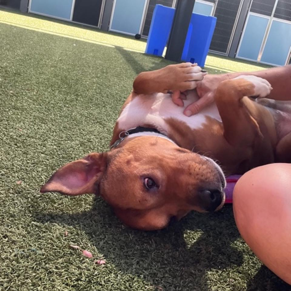 Elmer, a Adoptable mixed breed in Phoenix, AZ image 4/6