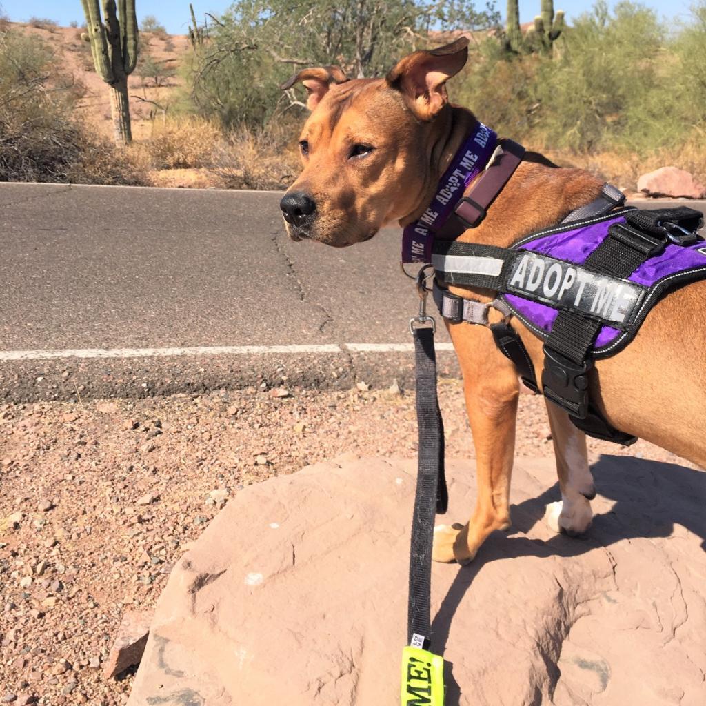 Elmer, a Adoptable mixed breed in Phoenix, AZ image 5/6