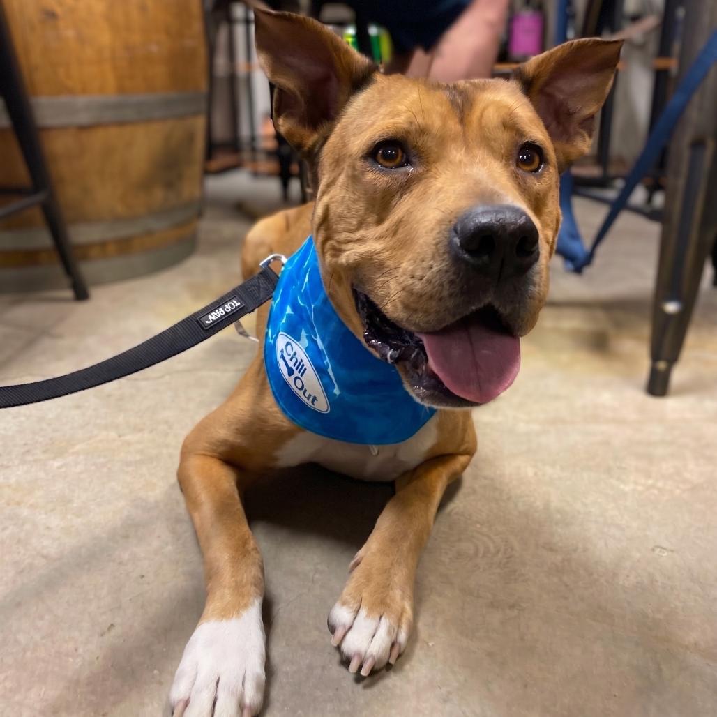 Enlarge Elmer, a Adoptable mixed breed in Phoenix, AZ image 5/6