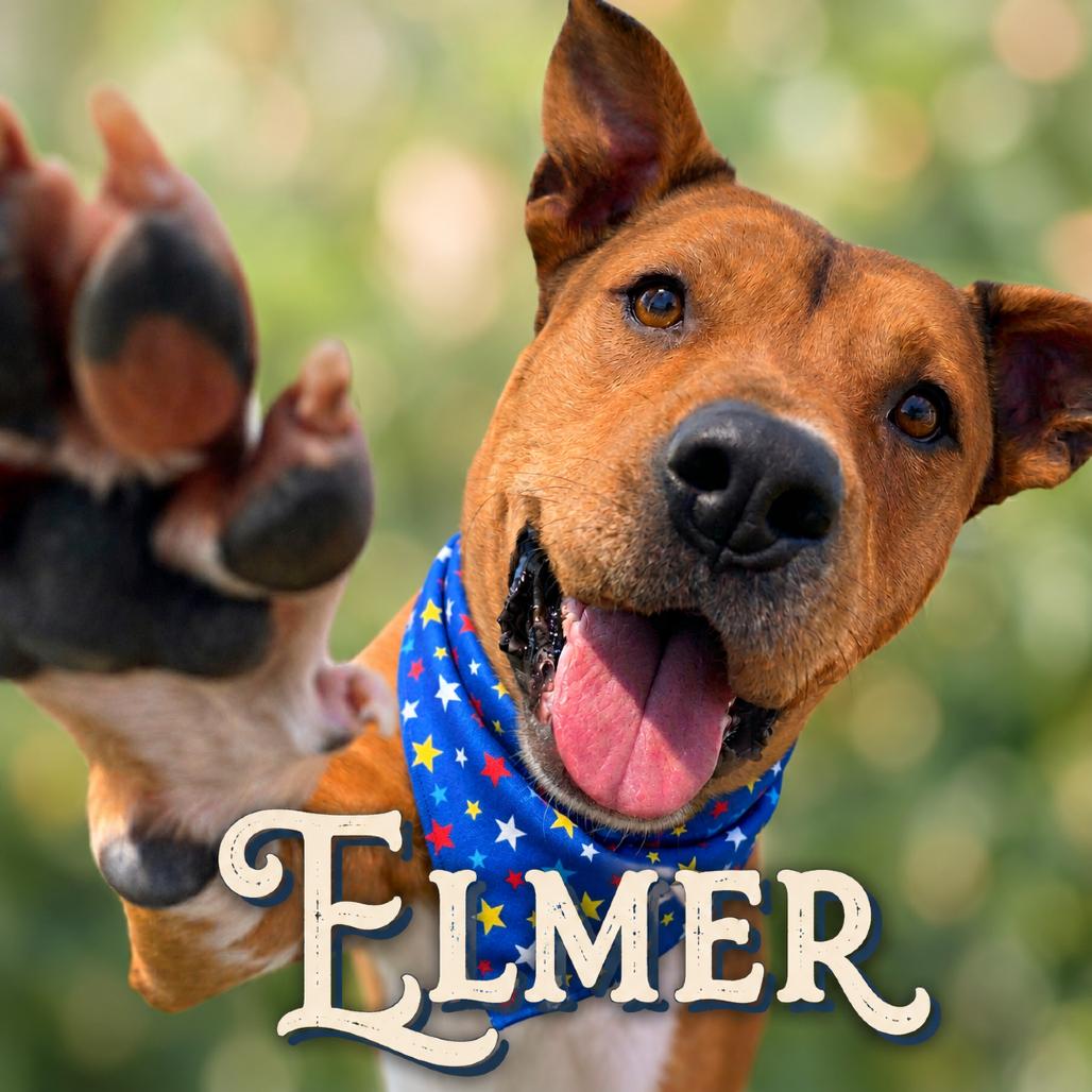 Enlarge Elmer, a Adoptable mixed breed in Phoenix, AZ image 6/6