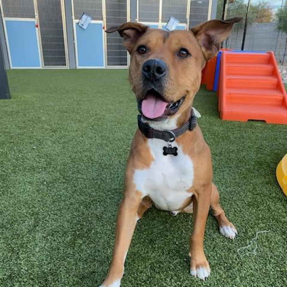 Elmer, a Adoptable mixed breed in Phoenix, AZ image 6/6