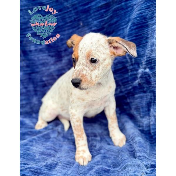 Enlarge Violet, an adopted mixed breed in Inglewood, CA image 2/2