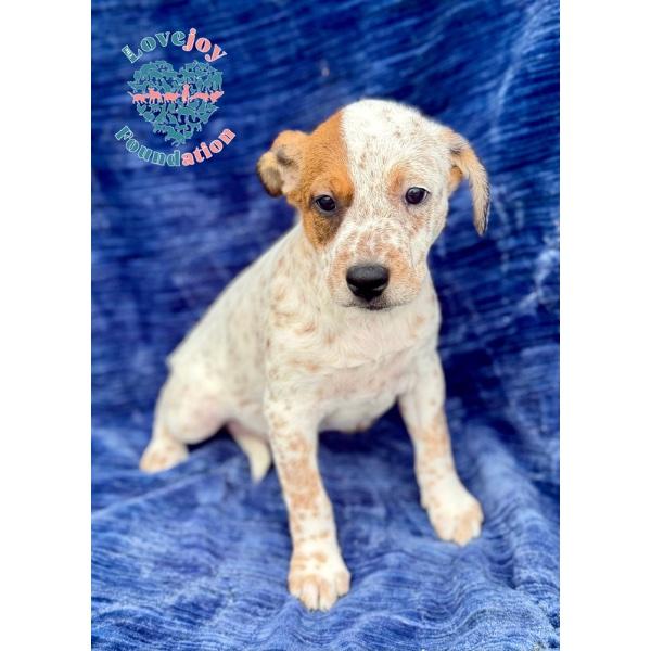 Violet, adopted, Puppy Female Australian Cattle Dog / Blue Heeler & Shar-Pei.