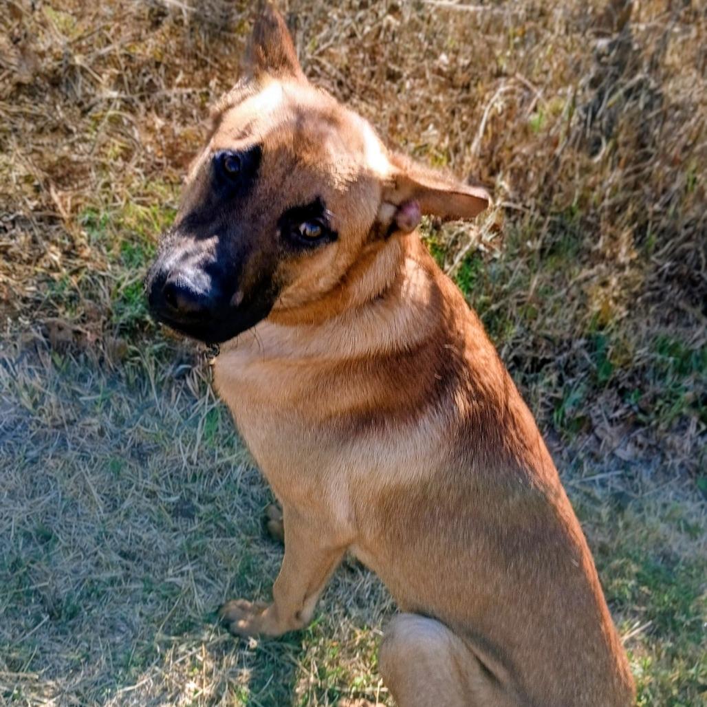 Caliber D45591, Adoptable, Young Male Belgian Shepherd / Malinois.