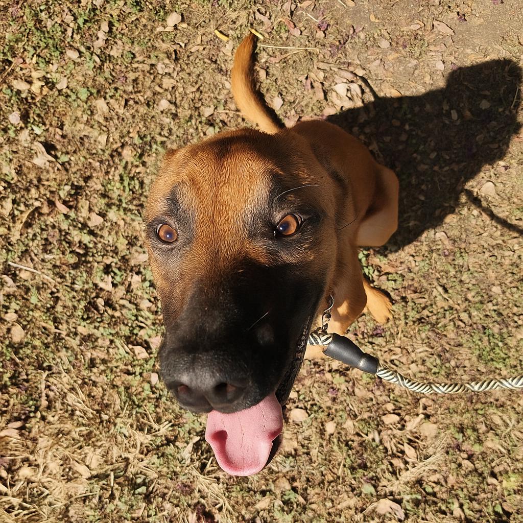 Enlarge Caliber D45591, a Adoptable mixed breed in Corsicana, TX image 2/4