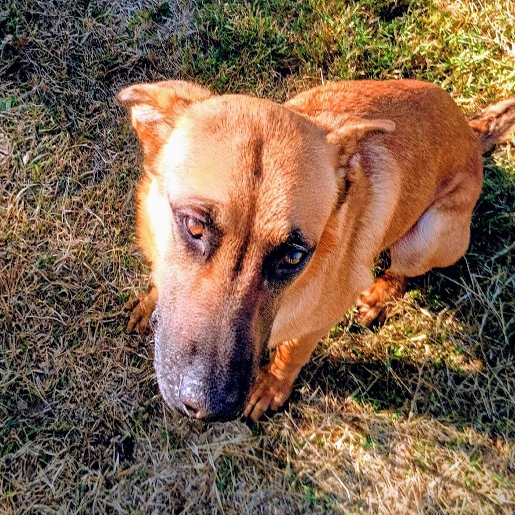 Enlarge Caliber D45591, a Adoptable mixed breed in Corsicana, TX image 3/4