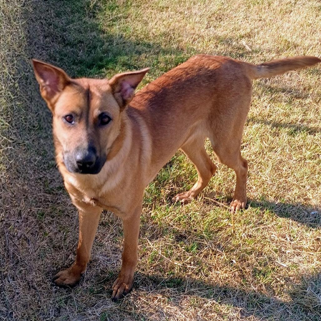 Enlarge Caliber D45591, a Adoptable mixed breed in Corsicana, TX image 4/4