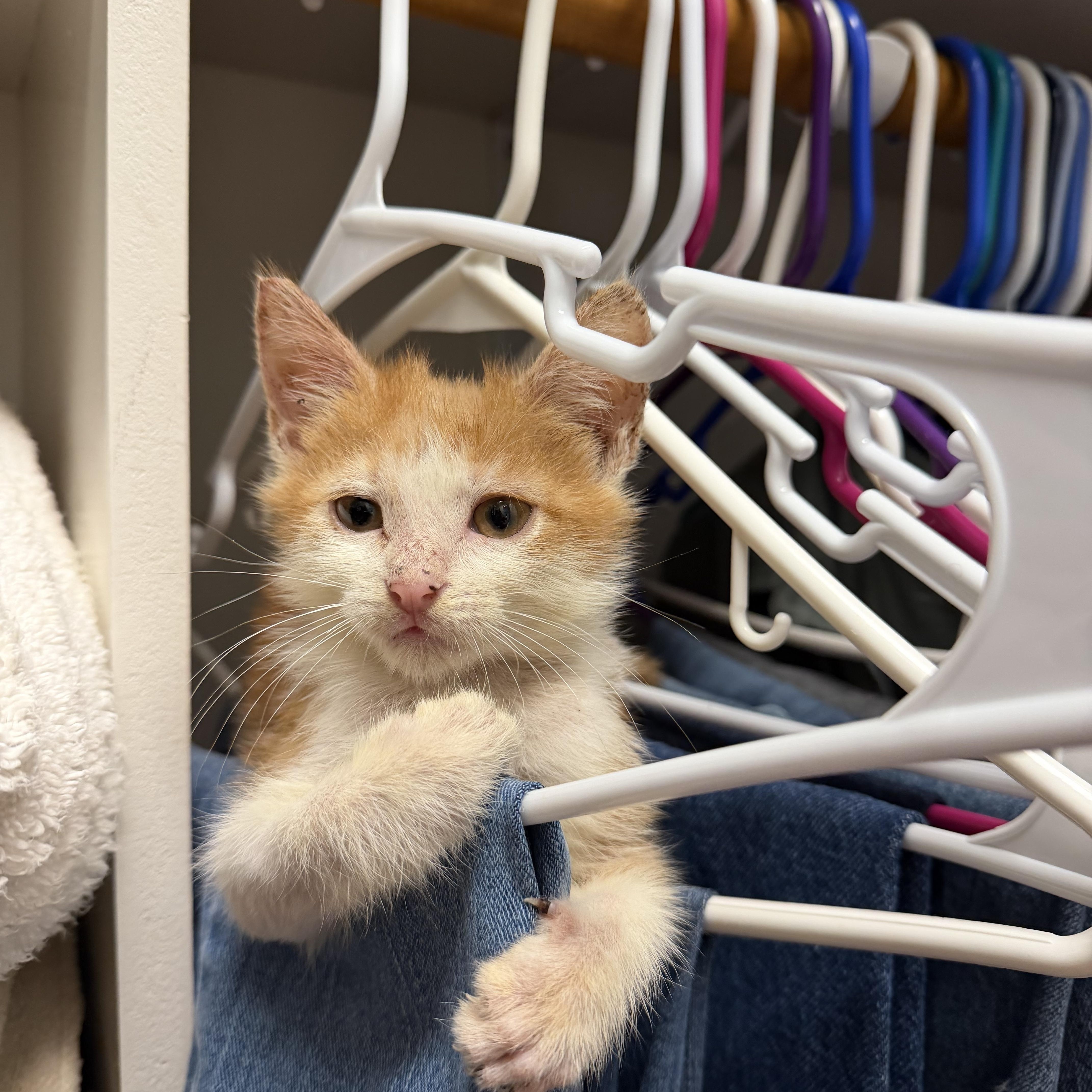 Enlarge Oakley, a Adopted Domestic Short Hair in Easley, SC image 1/5