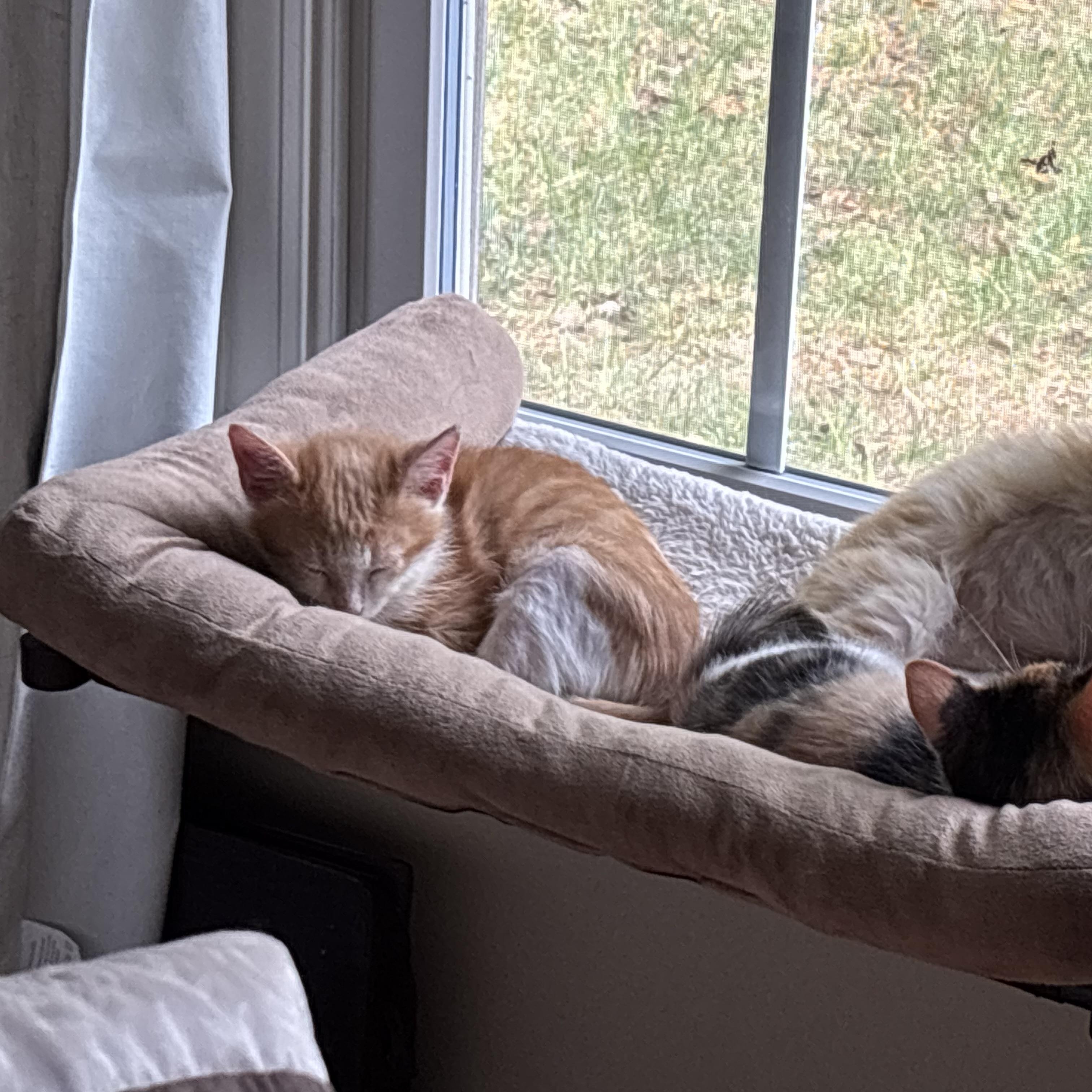 Enlarge Oakley, a Adopted Domestic Short Hair in Easley, SC image 2/5