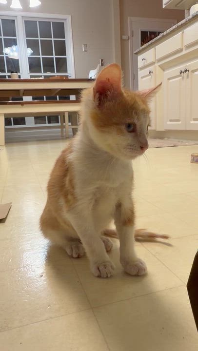 Enlarge Oakley, a Adopted Domestic Short Hair in Easley, SC video 4/5