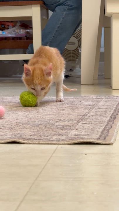 Enlarge Oakley, a Adopted Domestic Short Hair in Easley, SC video 5/5