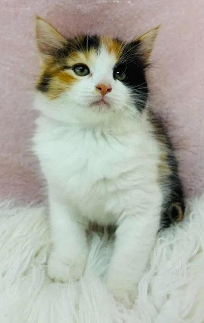 Peace Lily, Adoptable, Young Female Domestic Medium Hair.