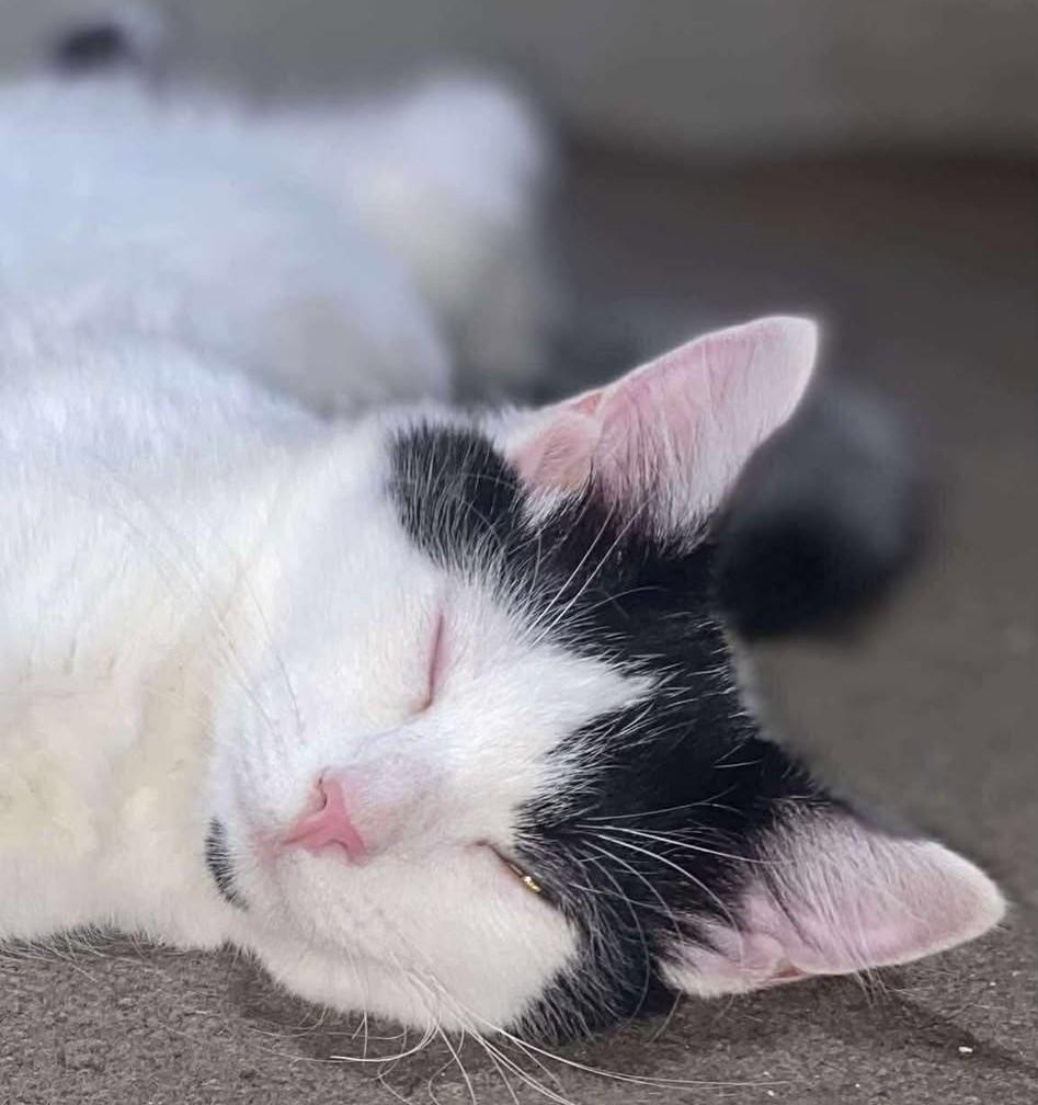 Dottie, a Adoptable Domestic Short Hair in Beckley, WV image 2/4