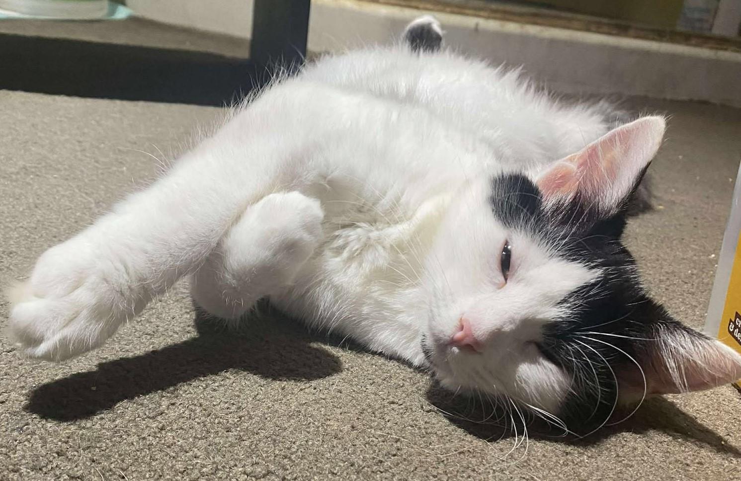 Dottie, a Adoptable Domestic Short Hair in Beckley, WV image 4/4