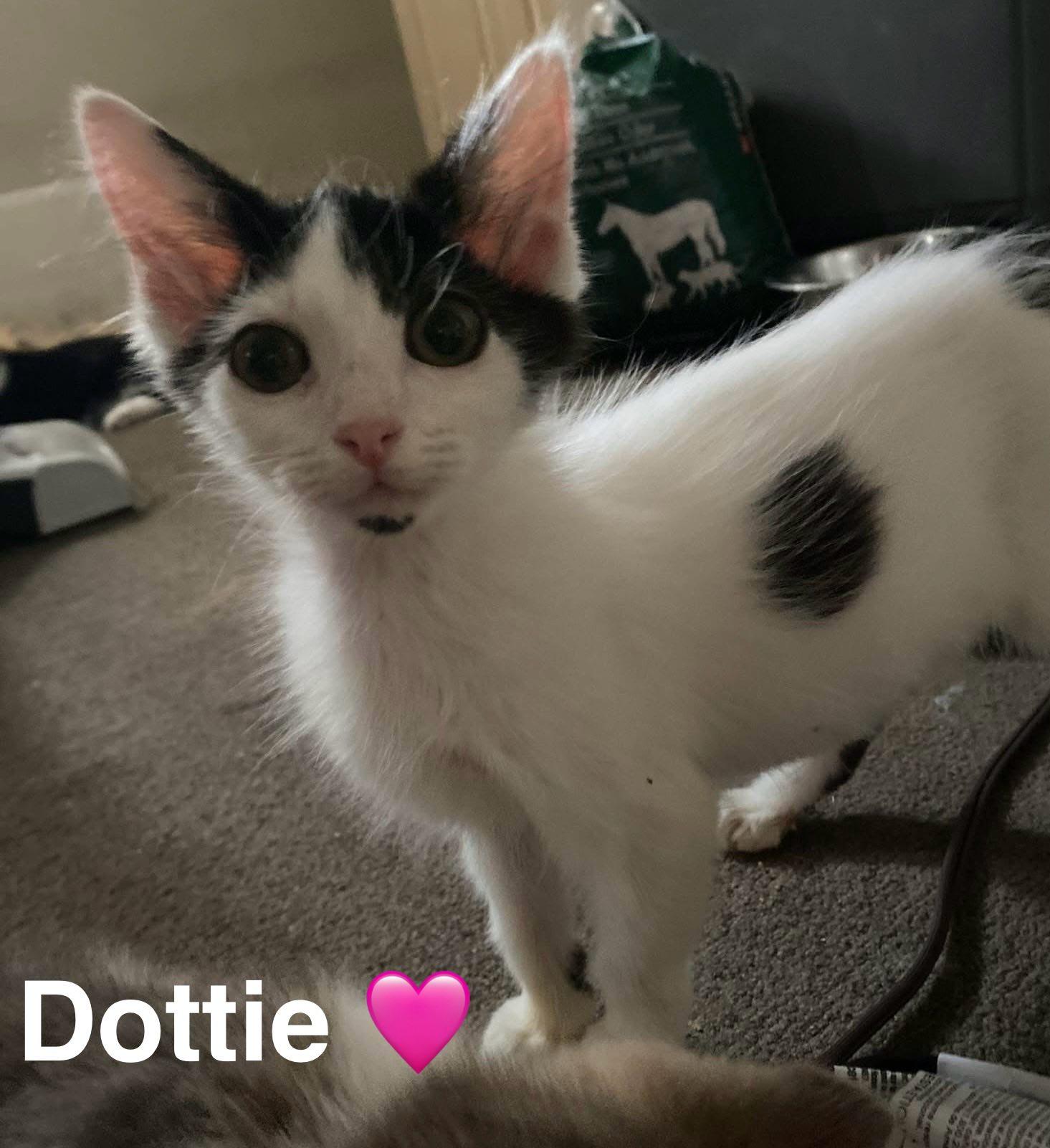 Dottie, a Adoptable Domestic Short Hair in Beckley, WV image 1/4
