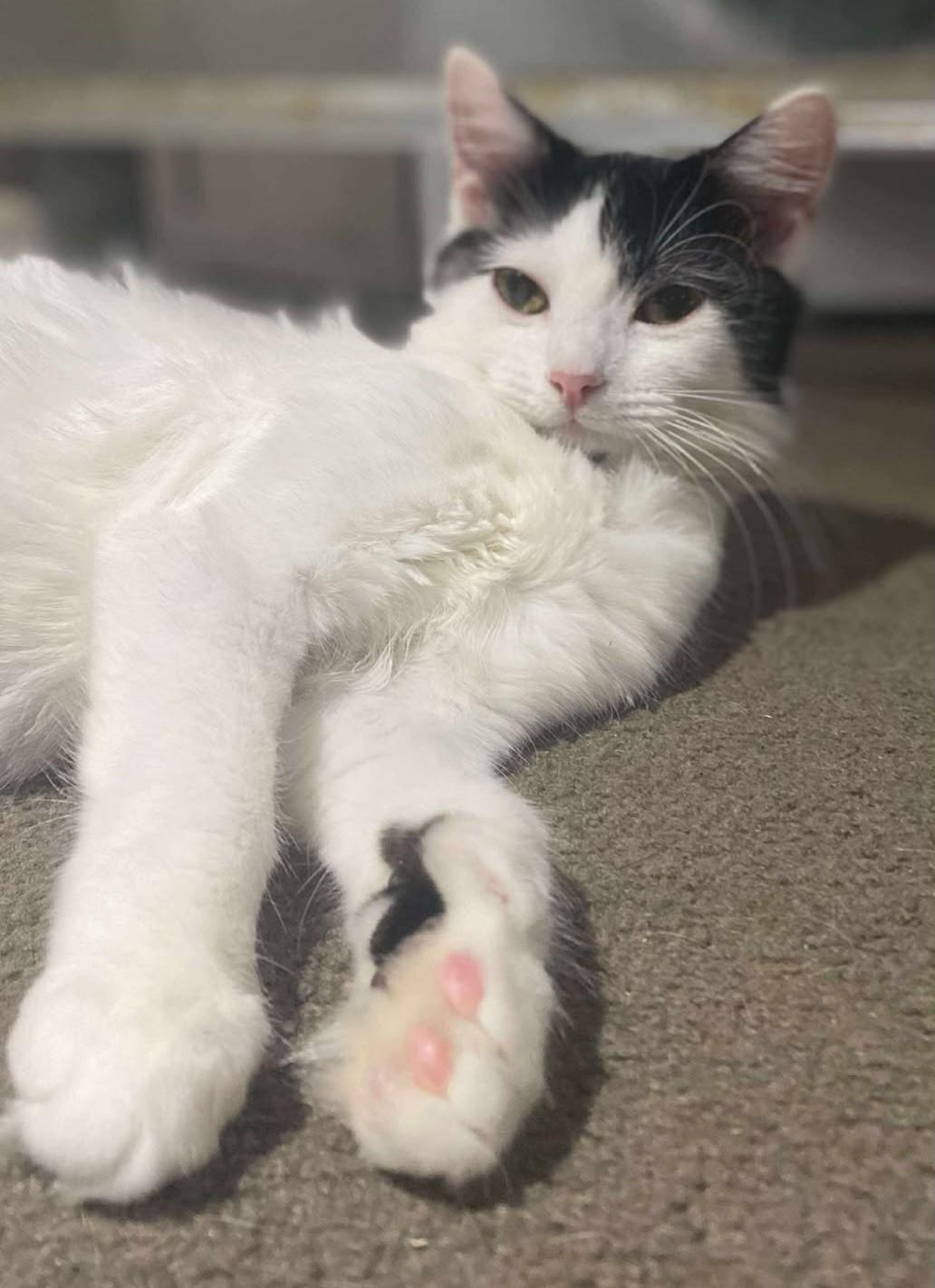 Dottie, a Adoptable Domestic Short Hair in Beckley, WV image 3/4