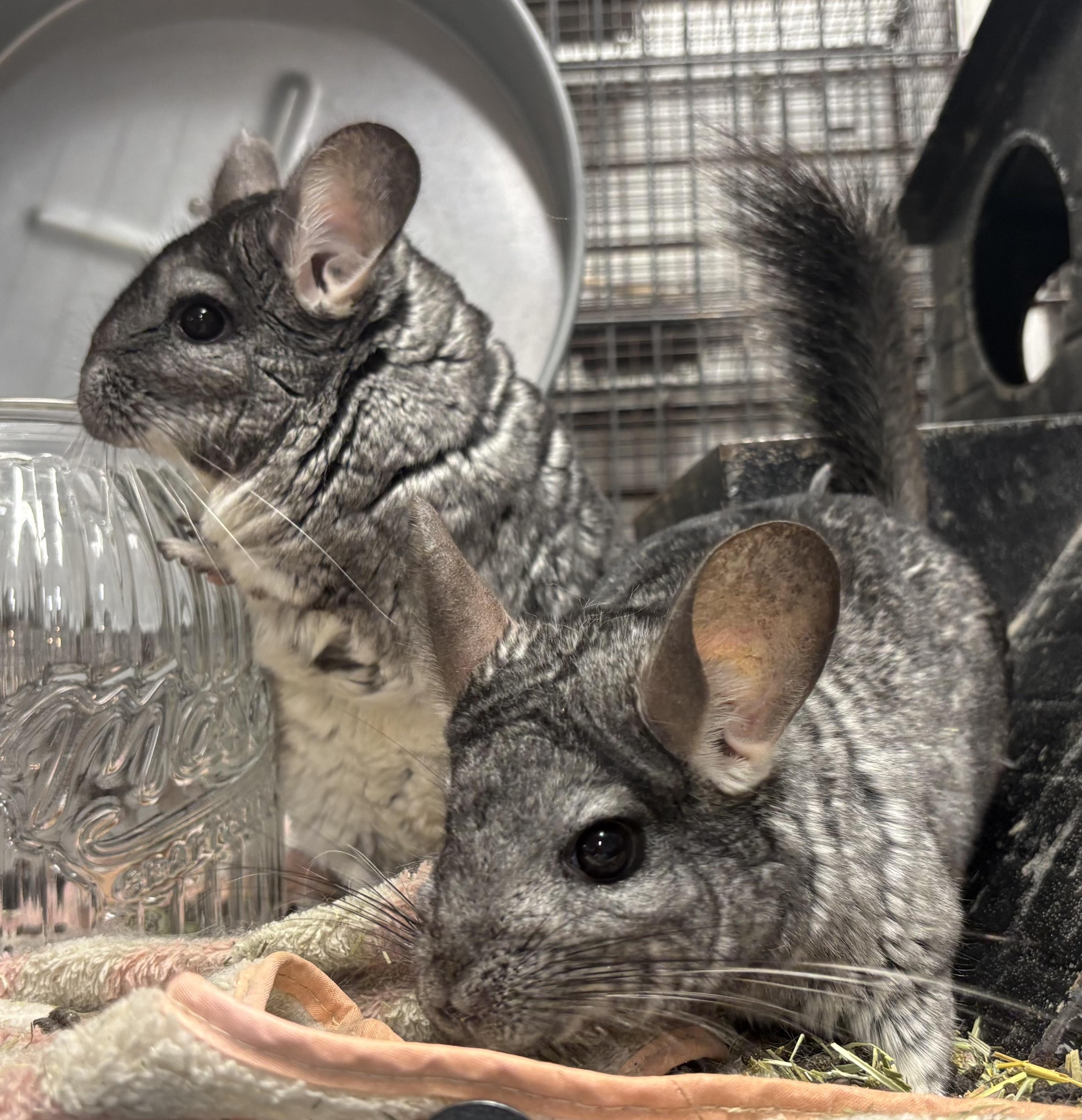 Enlarge Princess & Cali, a Adoptable Chinchilla in Paramus, NJ image 2/2