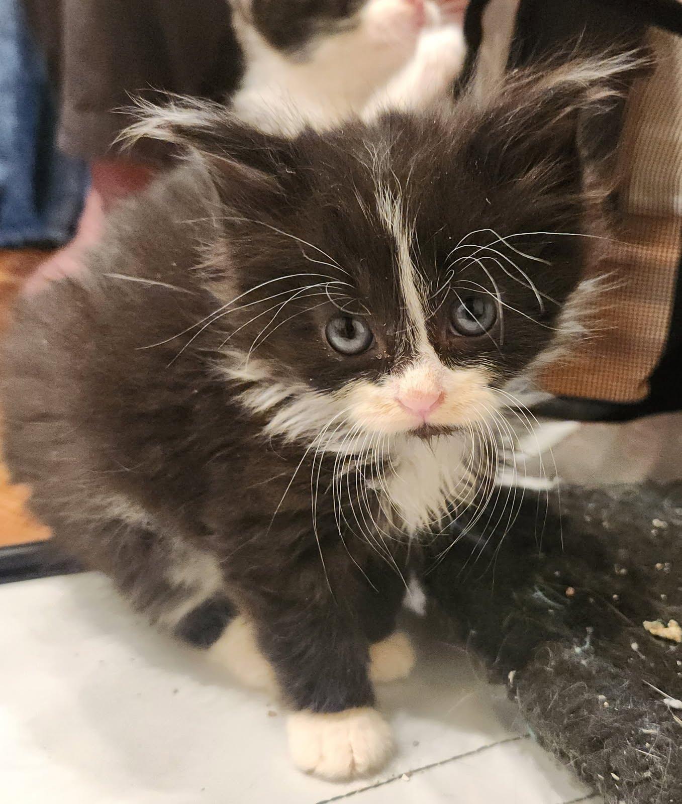 Lazlo Cravensworth, Adoptable, Kitten Male Domestic Short Hair.