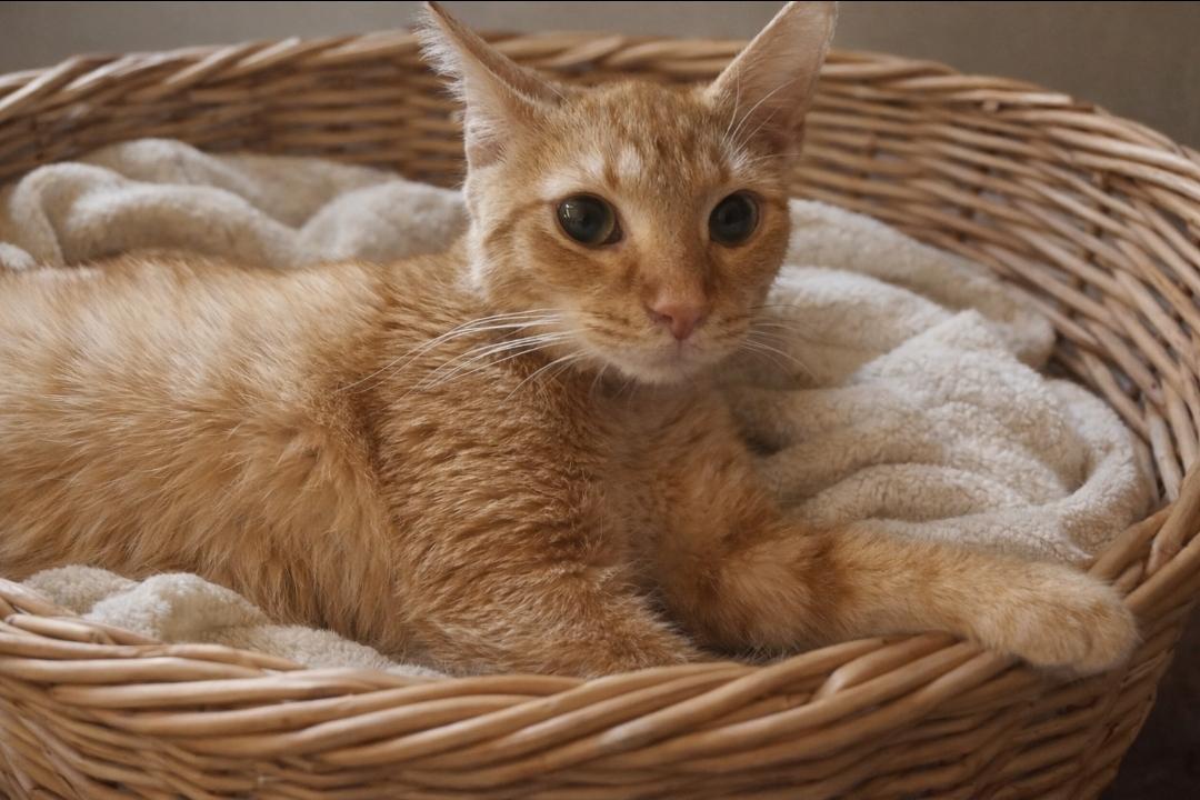 Squeaker, a ADOPTABLE Tabby in Central City, KY image 1/2