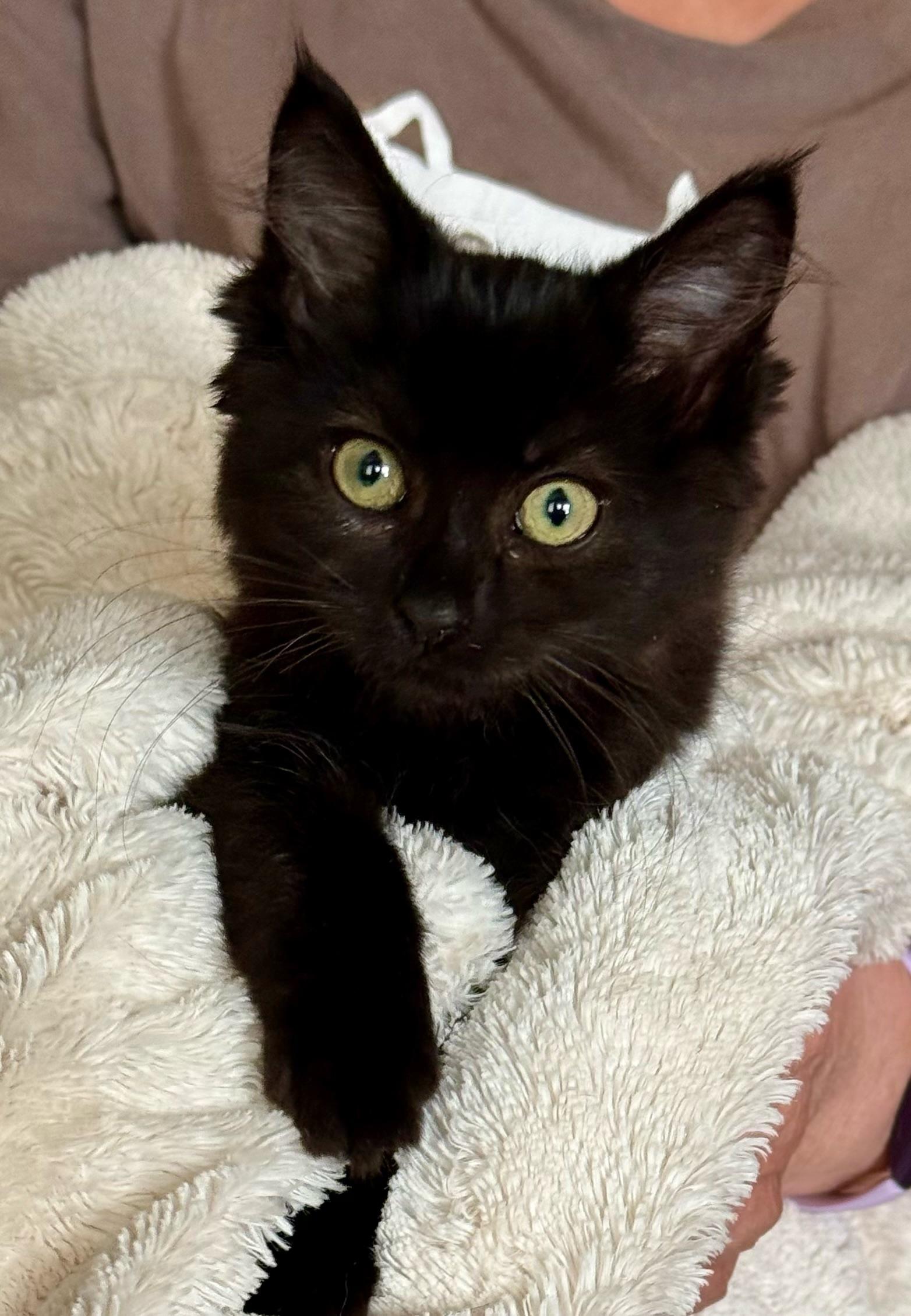Enlarge Ochre, a Adopted Domestic Medium Hair in Salt Spring Island, BC image 1/4