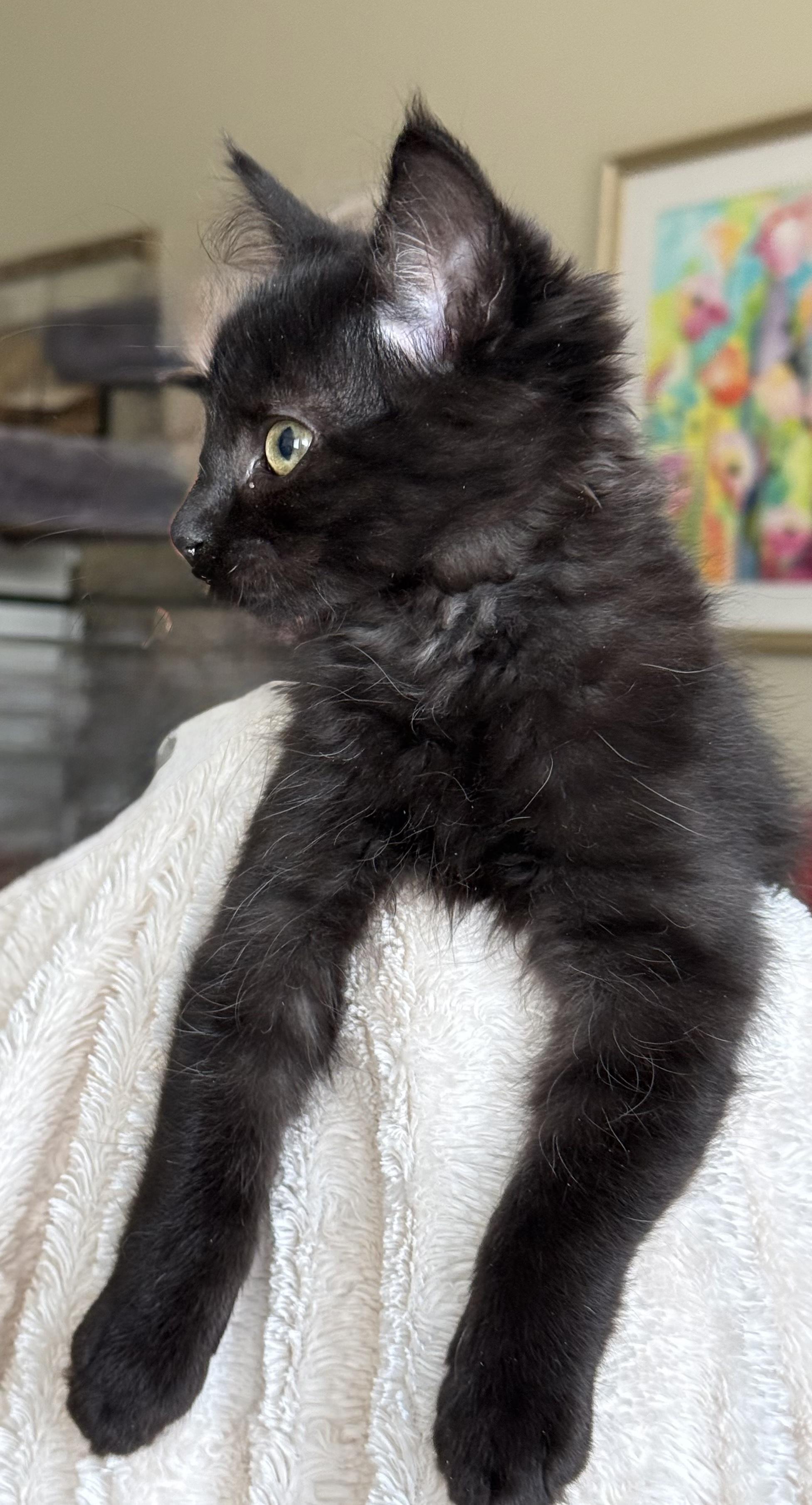Enlarge Ochre, a Adopted Domestic Medium Hair in Salt Spring Island, BC image 2/4