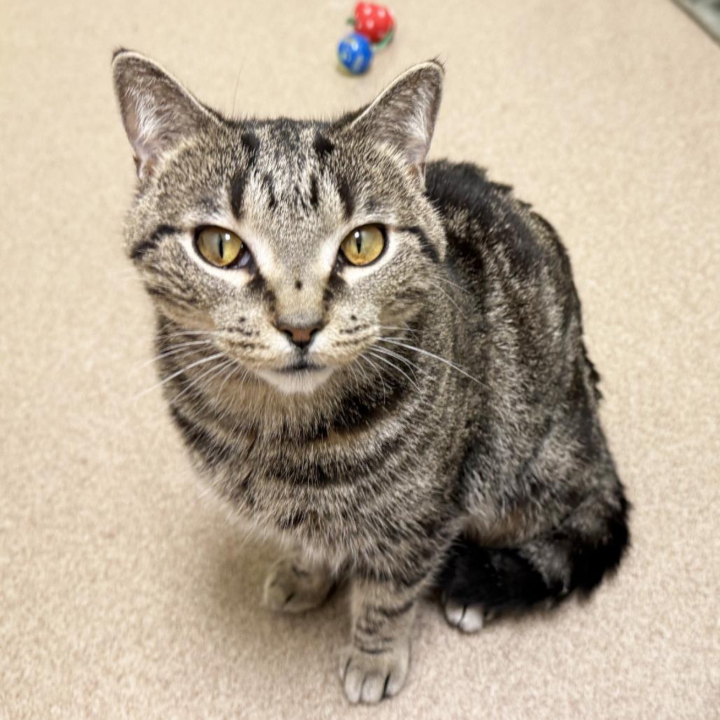Blythe, Adoptable, Adult Female Domestic Short Hair.