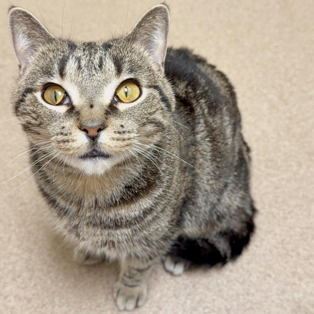 Blythe, a Adoptable Domestic Short Hair in Oshkosh, WI image 2/4