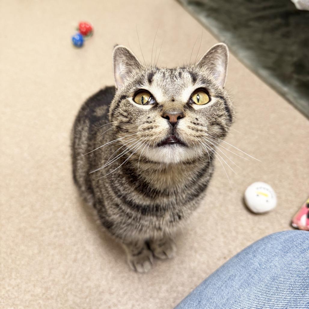 Blythe, a Adoptable Domestic Short Hair in Oshkosh, WI image 3/4