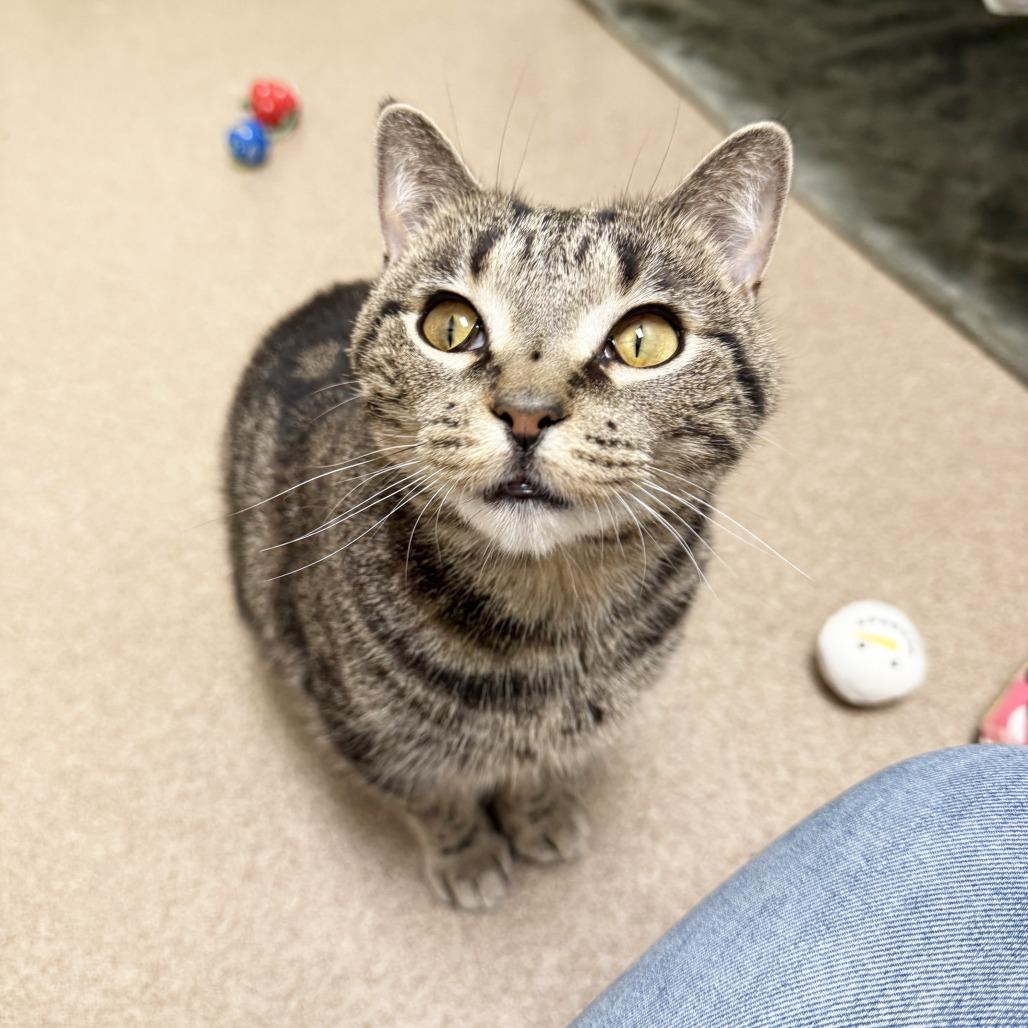Blythe, a Adoptable Domestic Short Hair in Oshkosh, WI image 4/4