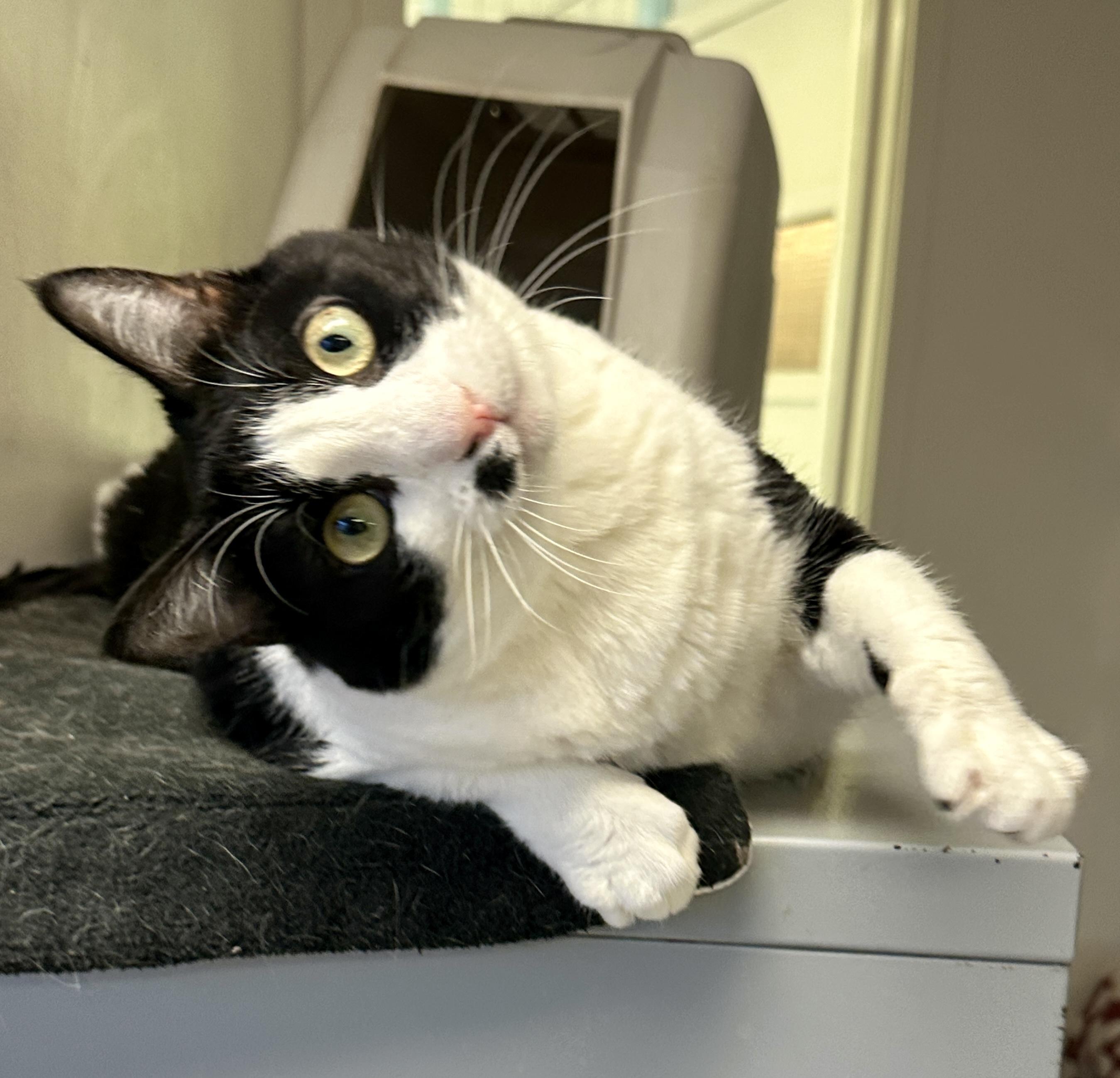 Charlie, Adopted, Senior Male Domestic Short Hair.