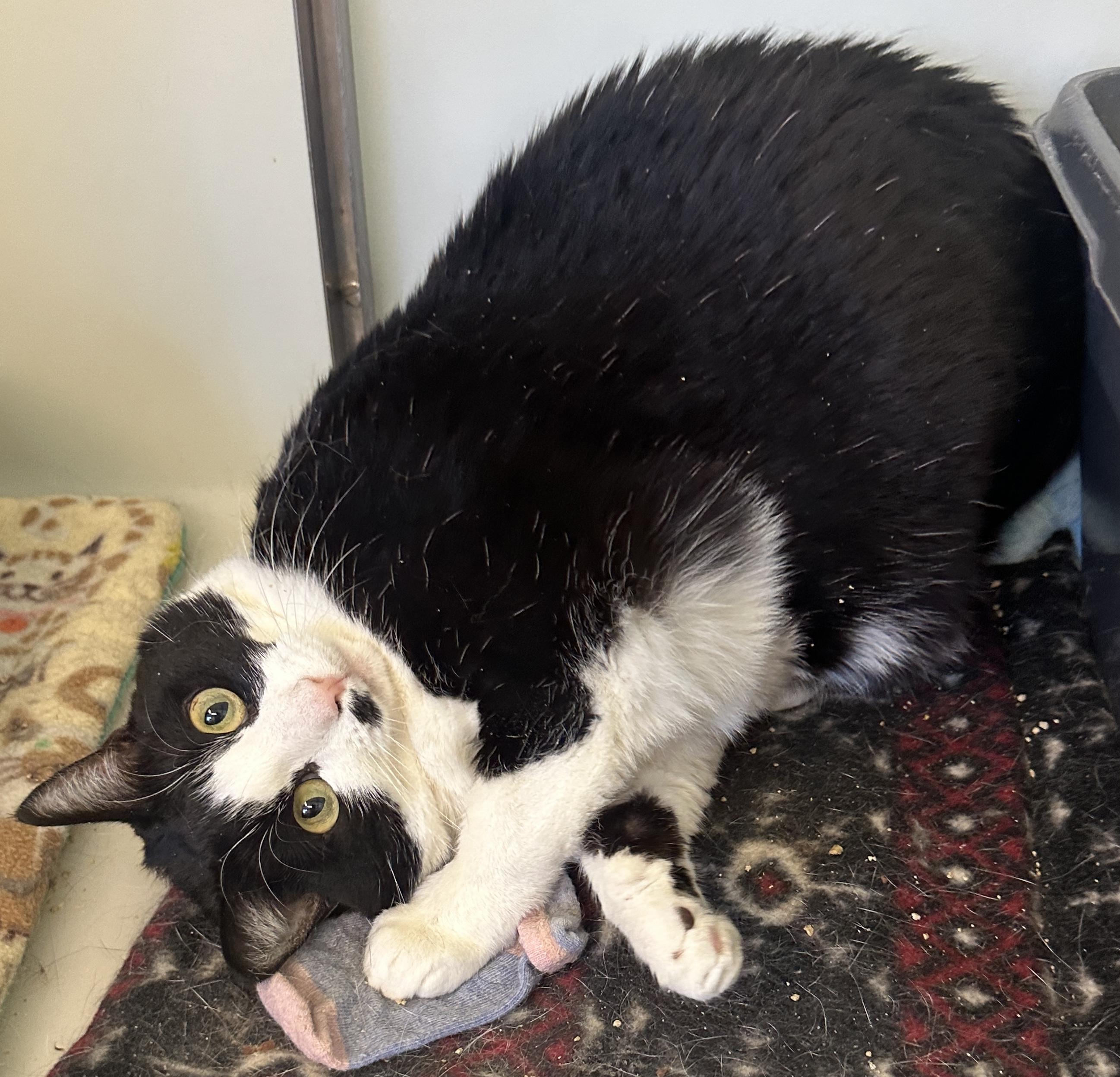 Charlie, an adoptable Domestic Short Hair in Anchorage, AK, 99524 | Photo Image 2