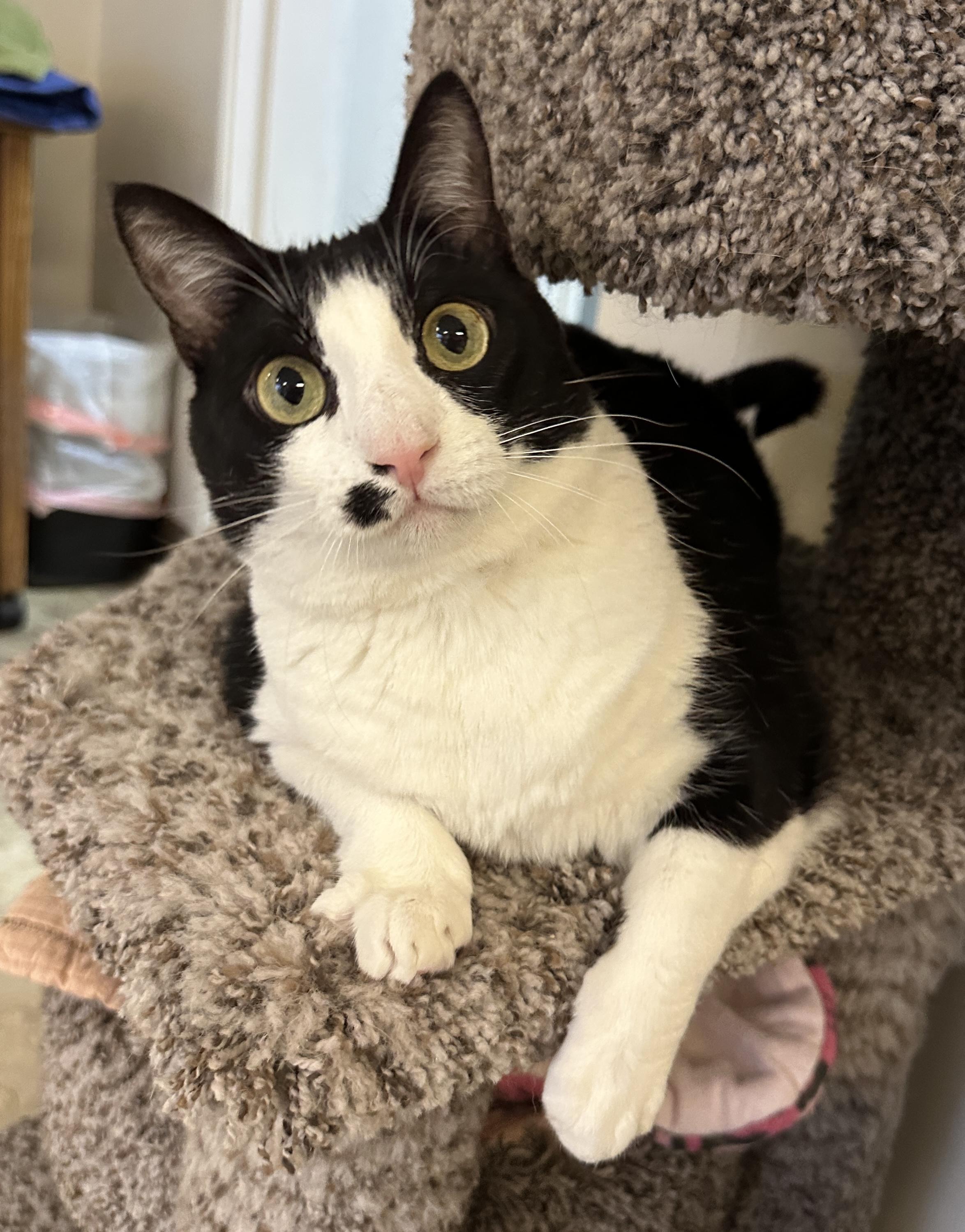 Charlie, an adoptable Domestic Short Hair in Anchorage, AK, 99524 | Photo Image 1