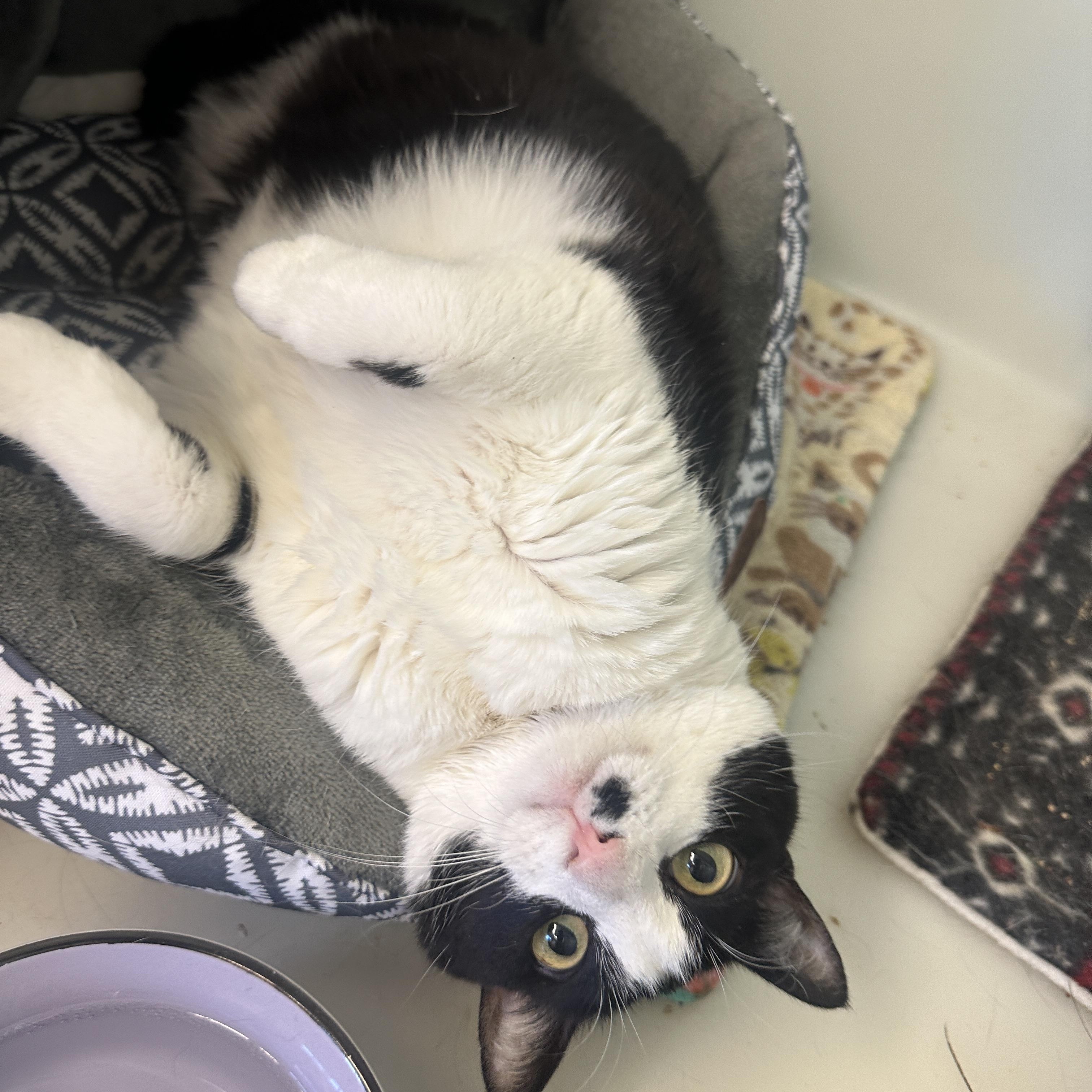 Charlie, an adoptable Domestic Short Hair in Anchorage, AK, 99524 | Photo Image 4