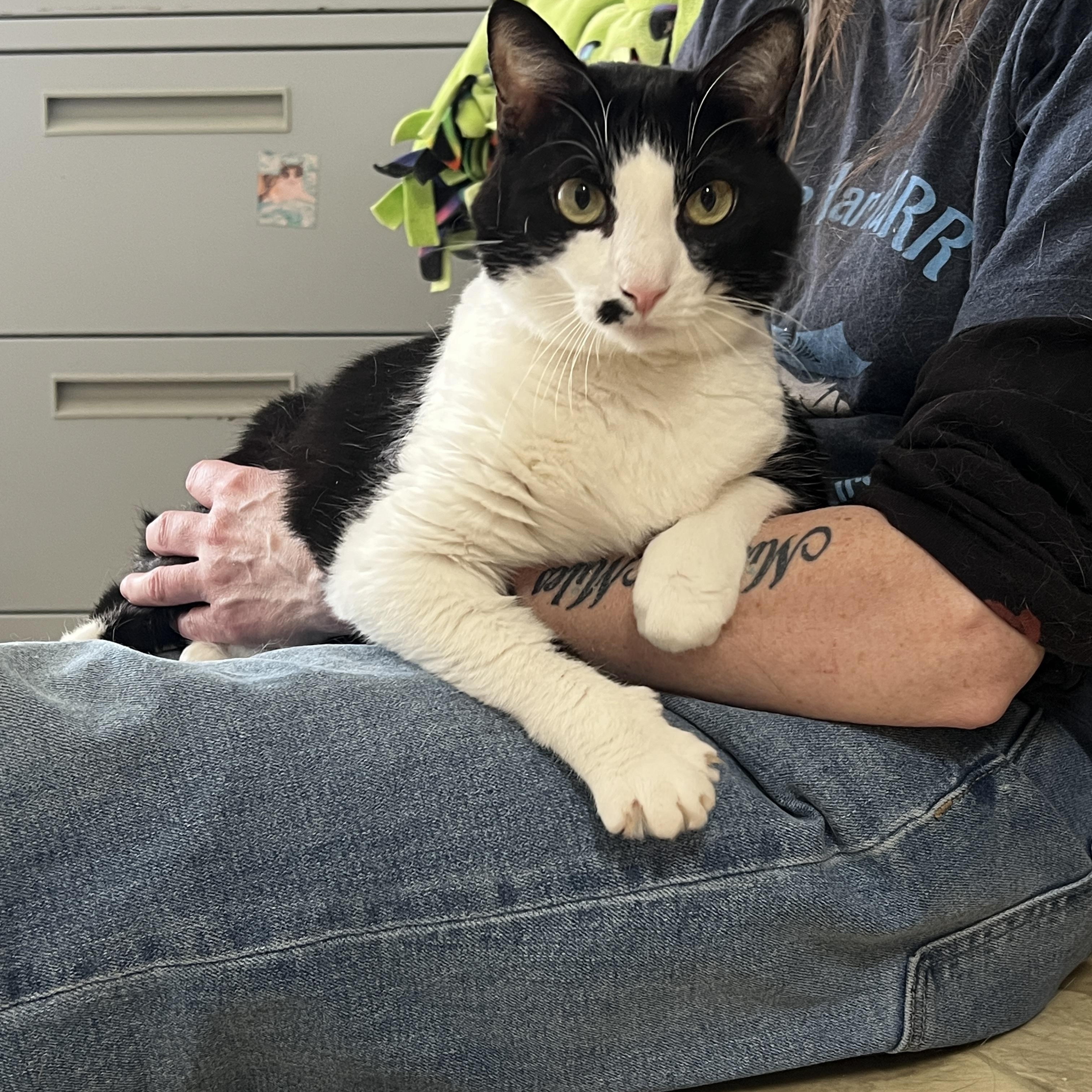 Charlie, an adoptable Domestic Short Hair in Anchorage, AK, 99524 | Photo Image 3