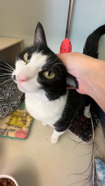 Enlarge Charlie, a Adopted mixed breed in Anchorage, AK video 5/5