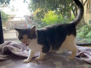 George, Adoptable, Adult Male Tabby & Domestic Short Hair.