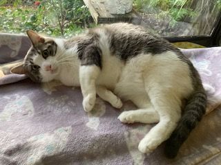 Enlarge George, a Adoptable mixed breed in Rancho Palos Verdes, CA image 2/6