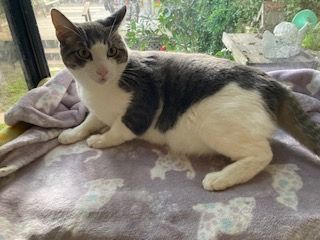 Enlarge George, a Adoptable mixed breed in Rancho Palos Verdes, CA image 3/6