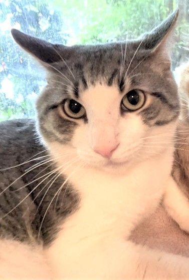 Enlarge George, a Adoptable mixed breed in Rancho Palos Verdes, CA image 5/6