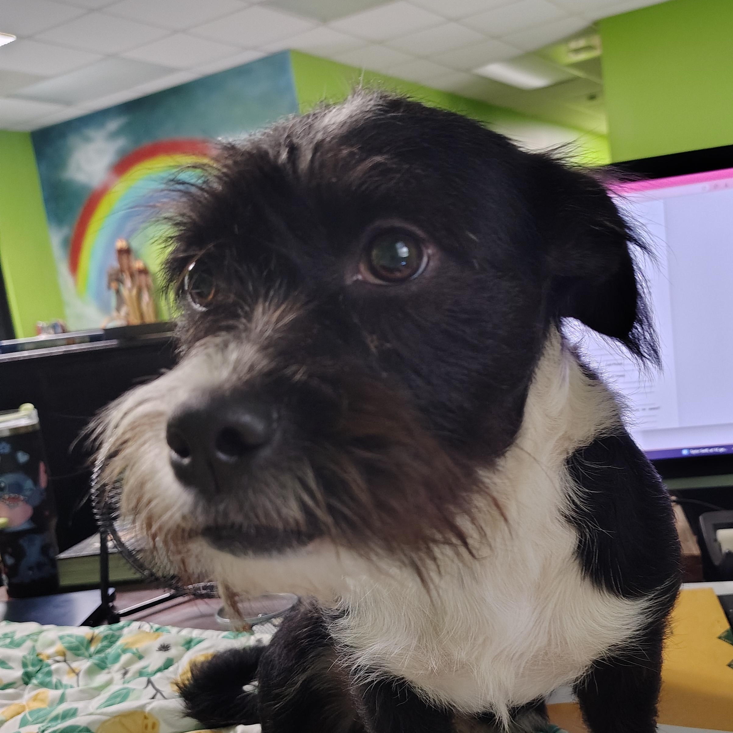 Barkley Fcd thumbnail 3