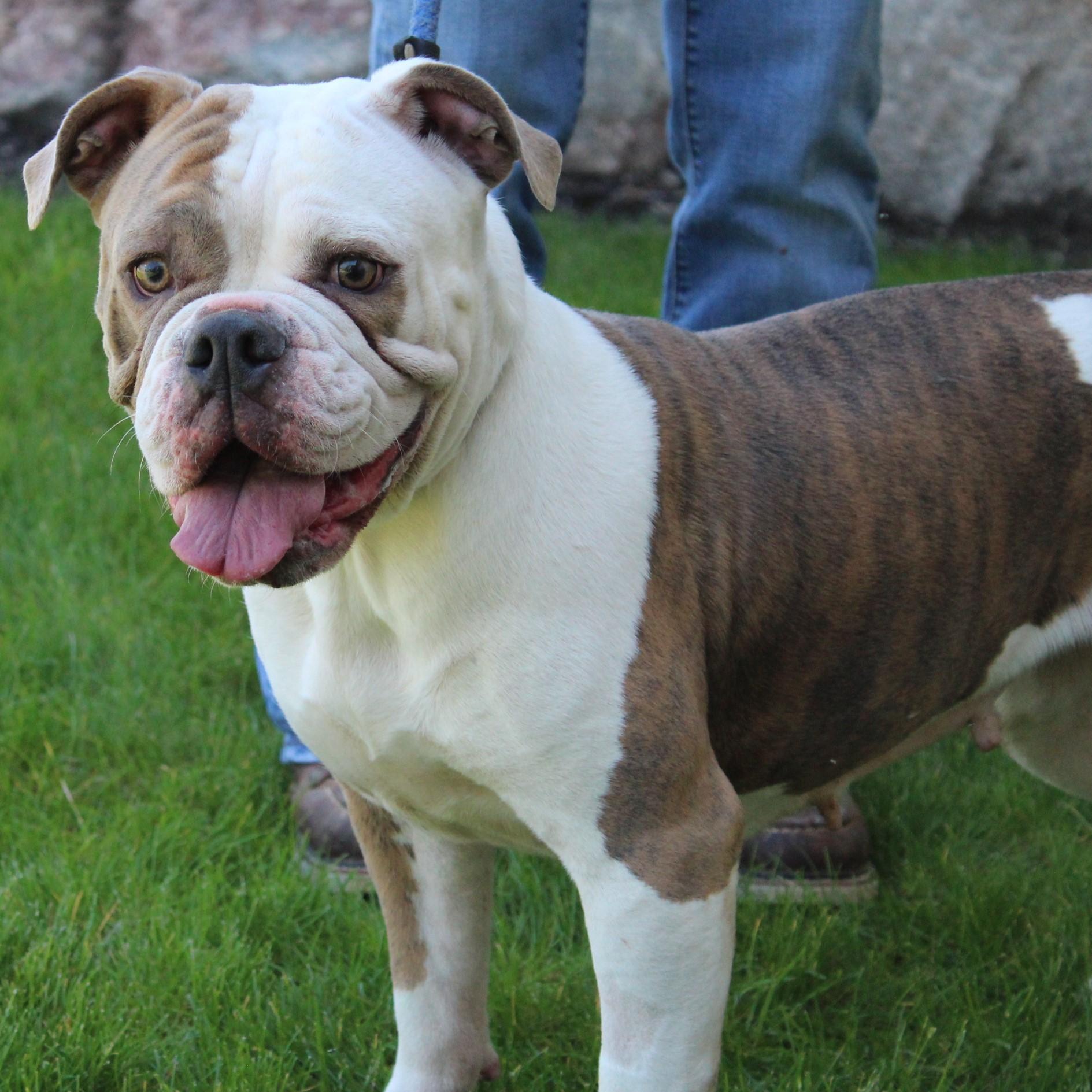 Enlarge Trixie, an adopted mixed breed in Eaton, OH image 5/6