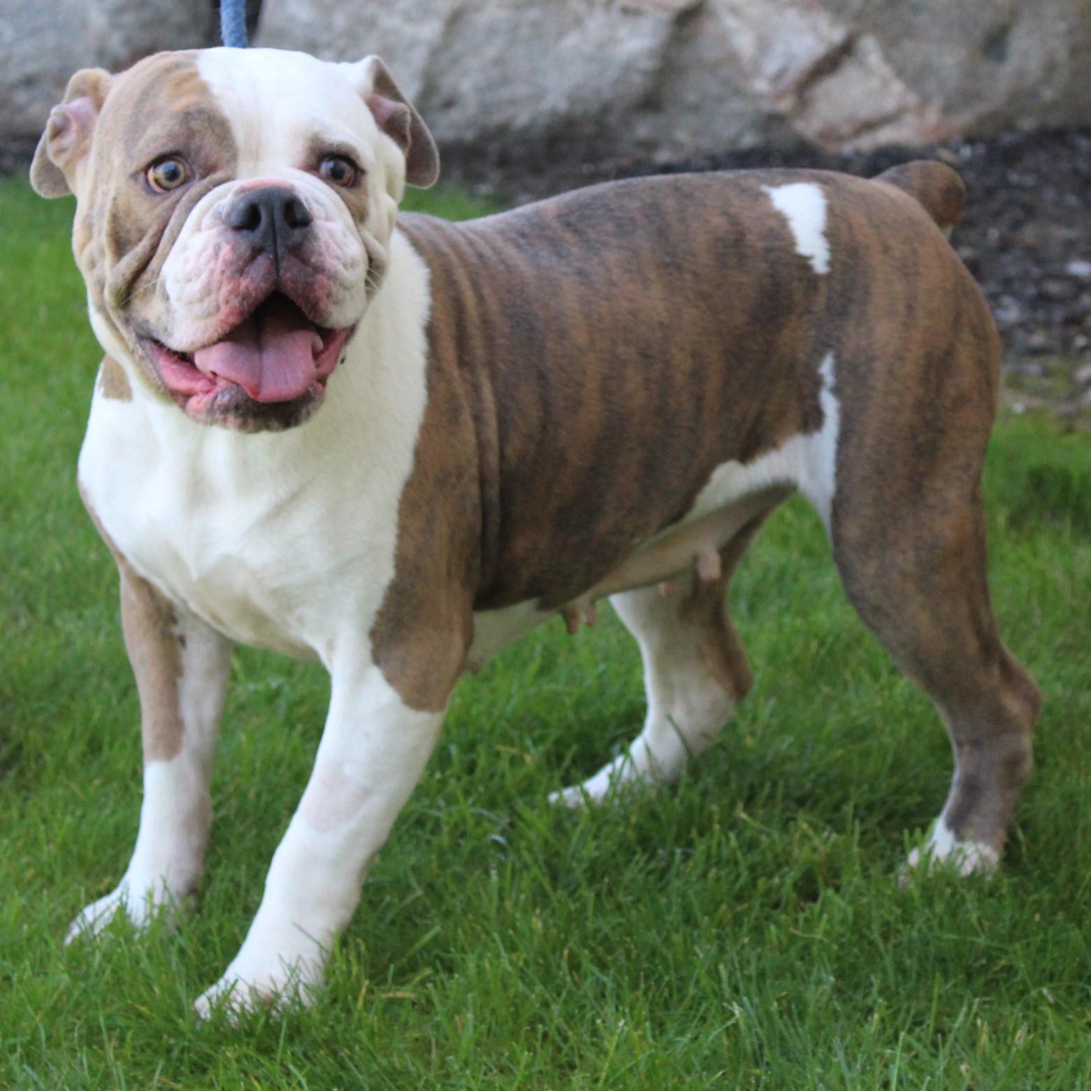 Enlarge Trixie, an adopted mixed breed in Eaton, OH image 4/6