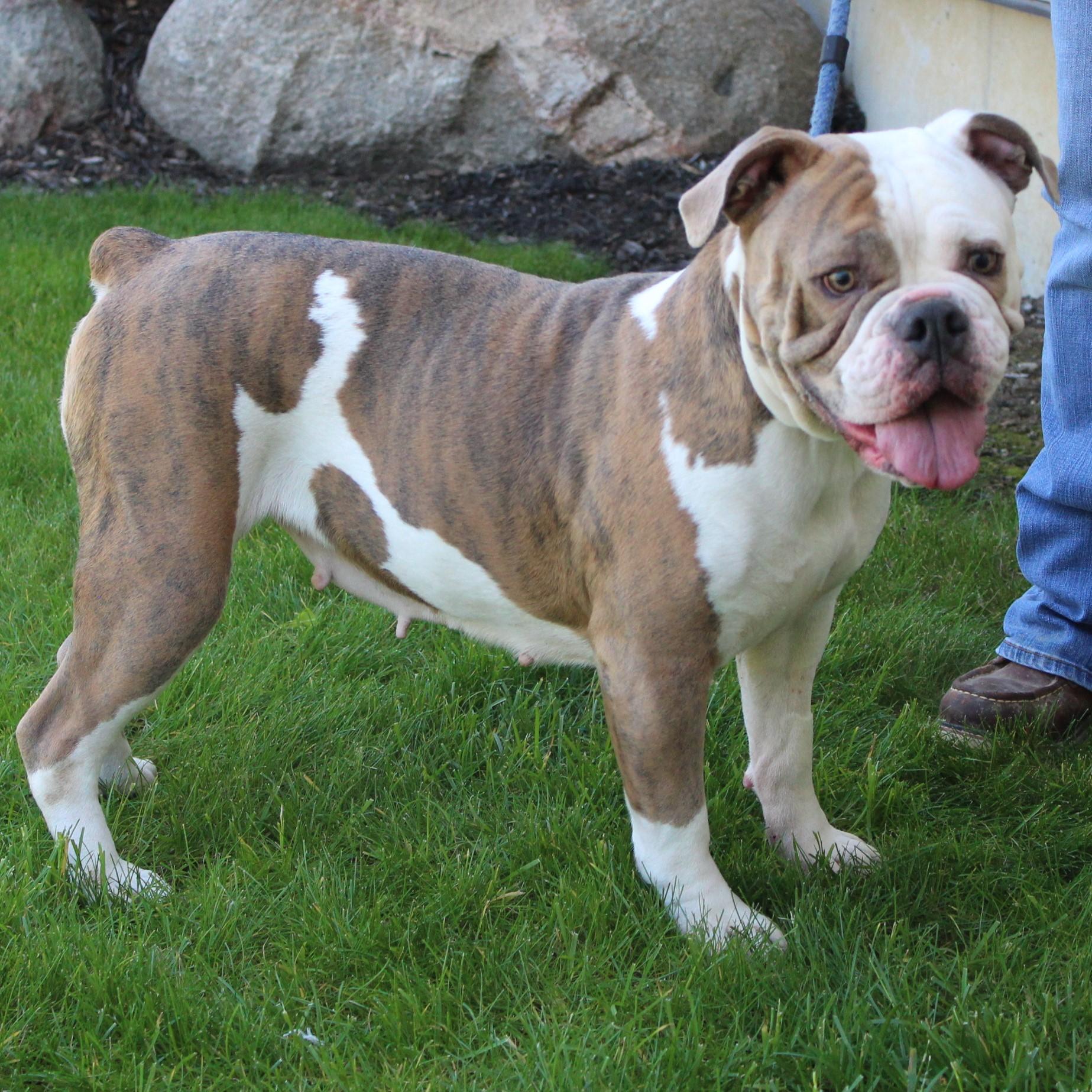 Enlarge Trixie, an adopted mixed breed in Eaton, OH image 3/6