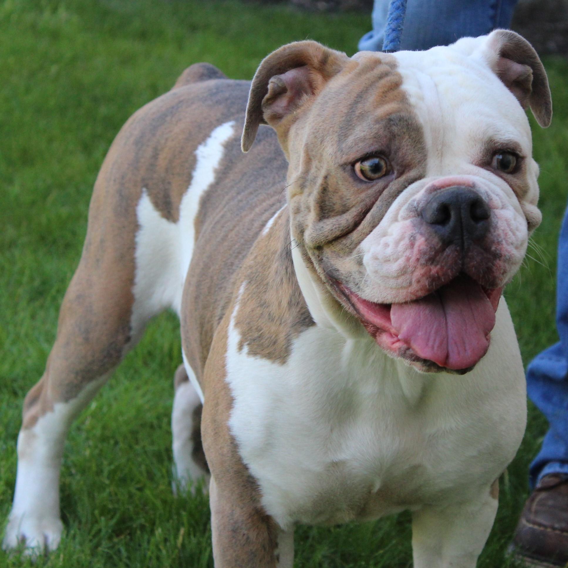Enlarge Trixie, an adopted mixed breed in Eaton, OH image 6/6